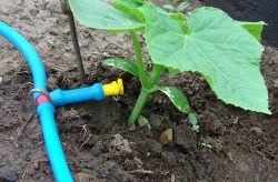 Cum se uda castraveți din policarbonat cu efect de seră, în ce moment (policarbonat) Cum se uda castraveți din policarbonat cu efect de seră, în timp ce