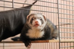 Cum de a prinde un dihor, nevăstuică, jder în coteț de păsări și de a proteja puii lor (Marten) Cum de a prinde un dihor, nevăstuică, jder în coteț de păsări și de a proteja puii lor