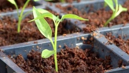 Cum de a se arunca cu capul ardei gras (scufundare) Cum să se scufunde ardei