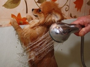 Cum să se spele corect dvs. Chihuahua (Chihuahua) Cum să se spele chihuahua