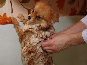 Cum să se spele chihuahua (spălare) Cum să se spele chihuahua