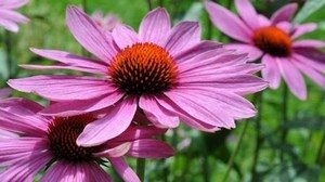 Cum sa faci o tinctura de echinacea (Echinacea) Cum de a face o tinctura de echinacea