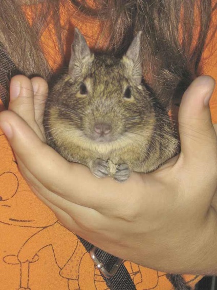 Cum de a preda degus mâinile asupra germenilor de viață (alimentare) Cum de a preda degus din muguri de viață mână