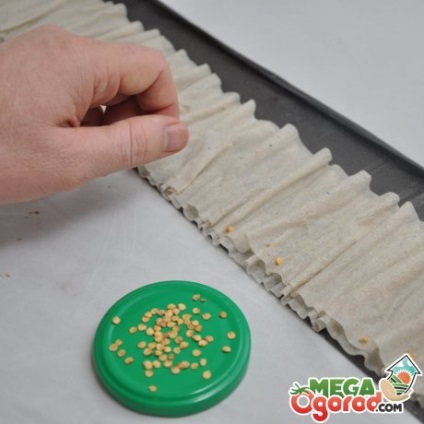 Cum să germineze semințele - cele mai eficiente metode de plantare și după germinare (plantare) Cum să germineze semințe - cele mai eficiente metode de plantare și după germinare
