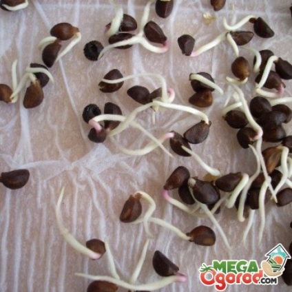 Cum să germineze semințele - cele mai eficiente metode de plantare și după germinare (germinare) Cum să germineze semințe - cele mai eficiente metode de plantare și după germinare