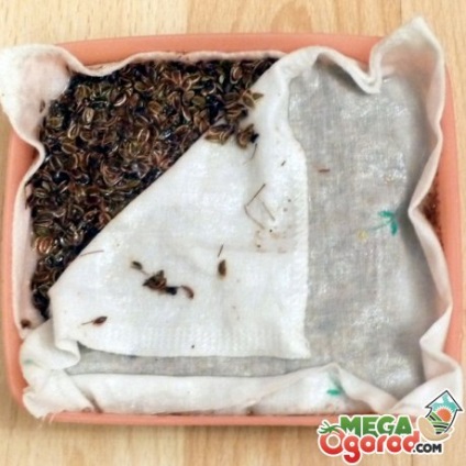 Cum să germineze semințele - cele mai eficiente metode de plantare și după germinare (după) Cum să germineze semințe - cele mai eficiente metode de plantare și după germinare