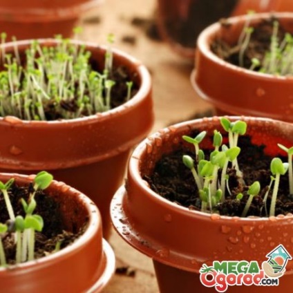 Cum să germineze semințele - cele mai eficiente metode de plantare și după germinare (plantare) Cum să germineze semințe - cele mai eficiente metode de plantare și după germinare