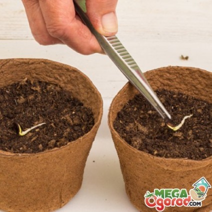 Cum să germineze semințele - cele mai eficiente metode de plantare și după germinare (germinare) Cum să germineze semințe - cele mai eficiente metode de plantare și după germinare