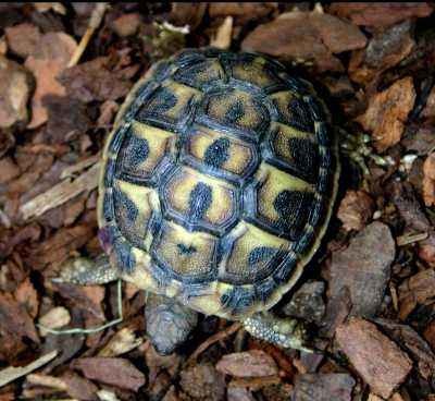 Cum de a trezi fauna broasca testoasa de uscat (țestoase) Cum de a trezi faunei sălbatice broasca testoasa de uscat