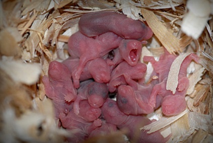 Cum de a da naștere la hamsteri, ce să facă în timpul și după naștere (după) Cum de a da naștere la hamsteri, ce să facă în timpul și după naștere