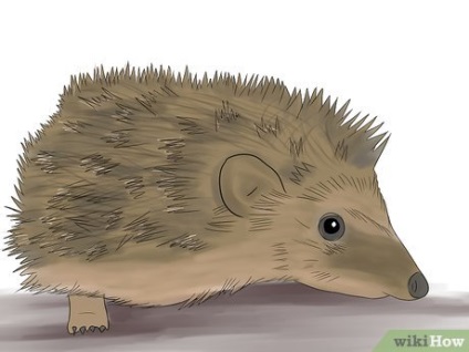 Cum să se comporte dacă sunteți mușcat de propriul Hedgehog (biți) Cum să se comporte dacă sunteți mușcat de propriul Hedgehog