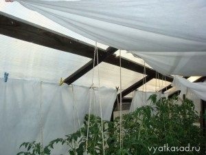 Cum de a salva roșiile în căldură în seră, gradina vyatskiy (salva) Cum de a salva roșiile în căldură în seră, vyatskiy grădină