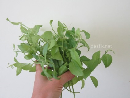 Ca petunie root (Petunia) Cum să rădăcină petunia