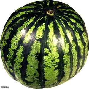 De unde știi că pepenele este copt (pepene verde coapte) Cum știi că pepenele este copt