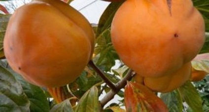 Cum de a alege un curmal japonez, care nu se leagă în mod corespunzător copt, dulce, uscat, sau korolok fotografii Sharon (korolok) Cum de a alege un curmal japonez, care nu se leagă în mod corespunzător copt, dulce, uscat, sau korolok Sharon și fotografii
