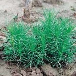 Cum să crească o pădure (util) Cum să crească o pădure