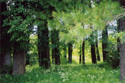 Cum să crească lemn (plantarea de copaci) Cum să crească o pădure