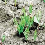Cum să crească din lemn (pin) Cum să crească o pădure