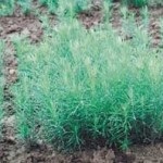 Cum să crească o pădure (an de viață, la sfârșitul verii) Cum să crească o pădure