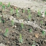 Cum să crească o pădure (util) Cum să crească o pădure