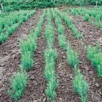 Cum să crească o pădure (experiență) Cum să crească o pădure