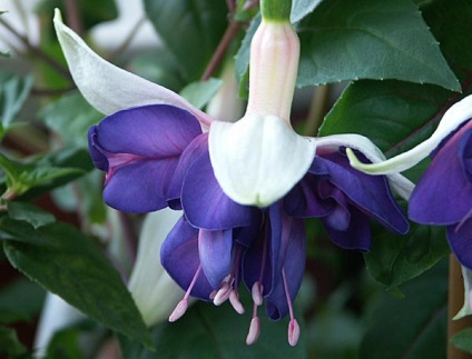 Cum de a face floare fuchsia în mediul de origine video (poate provoca) Cum de a face floare fuchsia în mediul video de interior