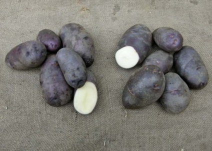 Descriere Cartofi Prințul negru soiului, demnitate, plantare, curmale comentarii (Prince) Descriere Cartofi Prințul negru soiului, demnitatea, curmale plantare, comentarii