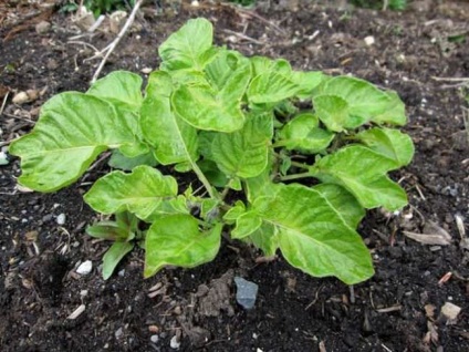 Descriere Cartofi Prințul negru al soiului, demnitatea, datele de plantare, recenzii (cartofi) Descriere Cartofi Prințul negru soiului, demnitatea, curmale plantare, comentarii