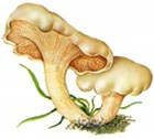Ciuperci de catalog (toamna târziu la începutul verii) Catalog de ciuperci