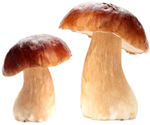 Ciuperci de catalog (mai devreme la sfârșitul verii) Catalog de ciuperci