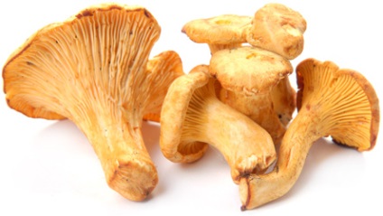 Catalog de fungi (ciuperci) Catalog de ciuperci
