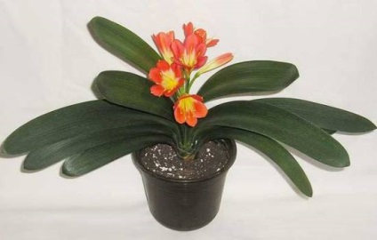 plantare Clivia, cultivare, îngrijire, fotografie, alege o aterizare (plecare) plantare Clivia, cultivare, îngrijire, fotografie, alege o aterizare
