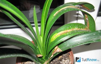 floare Clivia pentru îngrijire la domiciliu, transplant (ingrijire Clivia) Clivia de îngrijire flori la domiciliu, transplantul