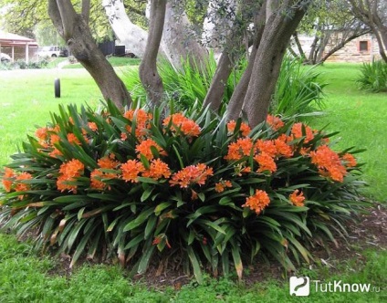 floare Clivia pentru îngrijire la domiciliu, transplant (Clivia) Clivia de îngrijire flori la domiciliu, transplantul