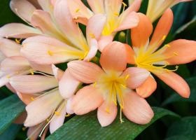 floare Clivia pentru îngrijirea la domiciliu, schimbarea (acasă) Clivia de îngrijire flori la domiciliu, transplantul