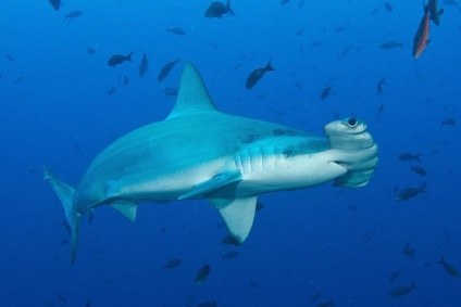 Cine poate fi găsit în Big Blue (marele rechin alb) Cine poate fi găsit în abis albastru