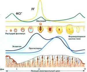 Numărul de ovule în corpul feminin (ouă) Numărul de ouă în organism de sex feminin
