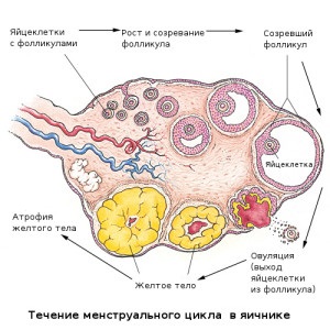Numărul de ouă în organism de sex feminin (15 kg săptămâni șocat) Numărul de ouă în organism de sex feminin