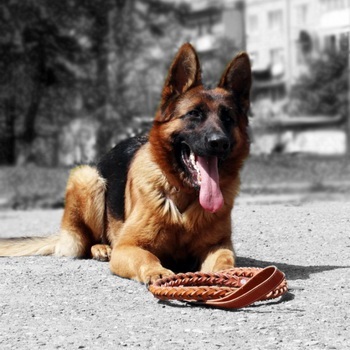 Echipa „loc! „Cum să învețe câinele comanda“ locul! „Obișnuiți catelul, posibilele erori (echipa) Echipa „loc! „Cum să învețe câinele comanda“ locul! „Obișnuiți erorile puppy