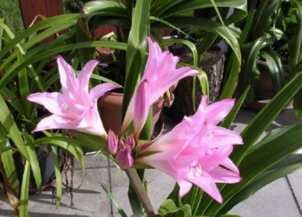 Crinum cameră Lily - îngrijire la domiciliu (condiții) Crinum camera Lily - ingrijire la domiciliu
