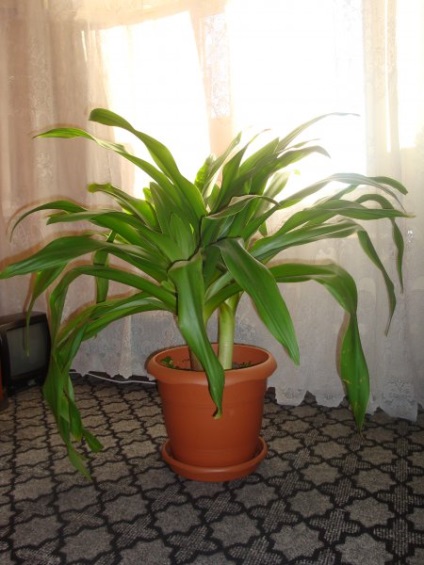 Crinum cameră Lily - îngrijire la domiciliu (Crinum) Crinum camera Lily - ingrijire la domiciliu