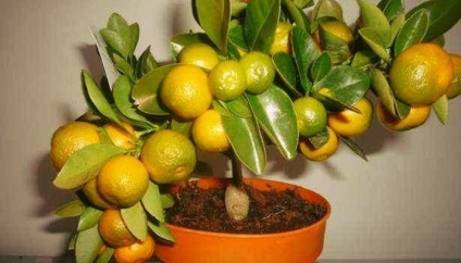 camera kumquat în cultivarea acasă și produse pentru îngrijirea locuinței (condiții) camera kumquat în cultivarea acasă și de îngrijire case