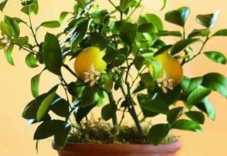 camera kumquat în cultivarea acasă și produse pentru îngrijirea locuinței (acasă) camera kumquat în cultivarea acasă și de îngrijire case