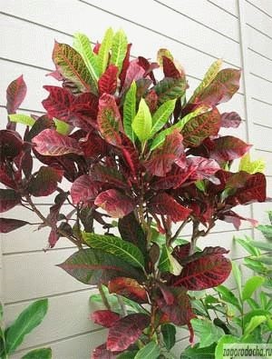 croton cameră de flori (pot fi plantate oală) Croton camera de flori