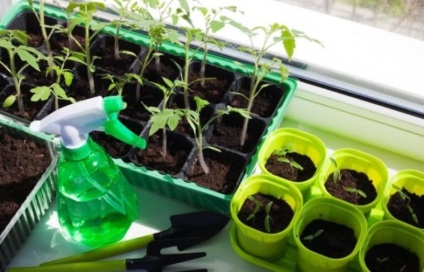 îngrășăminte complexe pentru tomate de fertilizare răsaduri de tomate, descriere, video, fotografii (tomate) îngrășăminte complexe pentru tomate de fertilizare răsaduri de tomate, descriere, video, fotografii