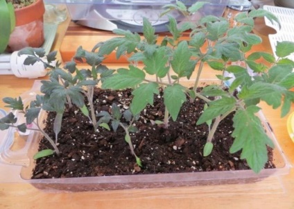 îngrășăminte complexe pentru tomate de fertilizare răsaduri de tomate, descriere, video, fotografii (tomate) îngrășăminte complexe pentru tomate de fertilizare răsaduri de tomate, descriere, video, fotografii