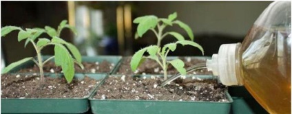 îngrășăminte complexe pentru roșiile de fertilizare răsadurilor de tomate, descriere, video, fotografii (minerale) îngrășăminte complexe pentru tomate de fertilizare răsaduri de tomate, descriere, video, fotografii