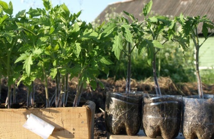 îngrășăminte complexe pentru tomate de fertilizare răsaduri de tomate, descriere, video, fotografii (tomate) îngrășăminte complexe pentru tomate de fertilizare răsaduri de tomate, descriere, video, fotografii