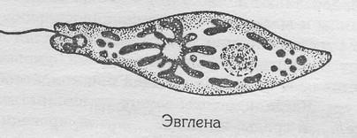 Hrănirea fry (rezervor) prăji alimentare