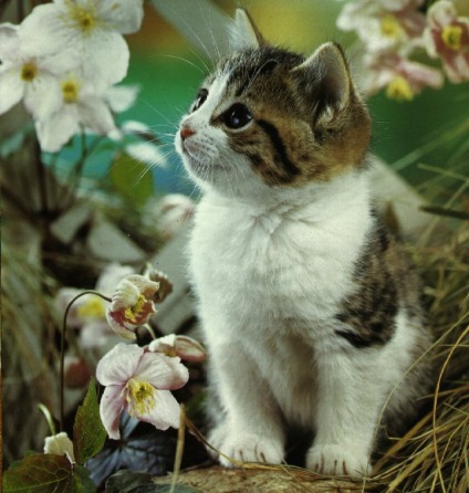 Istoria lui Cat () Istoria pisicii